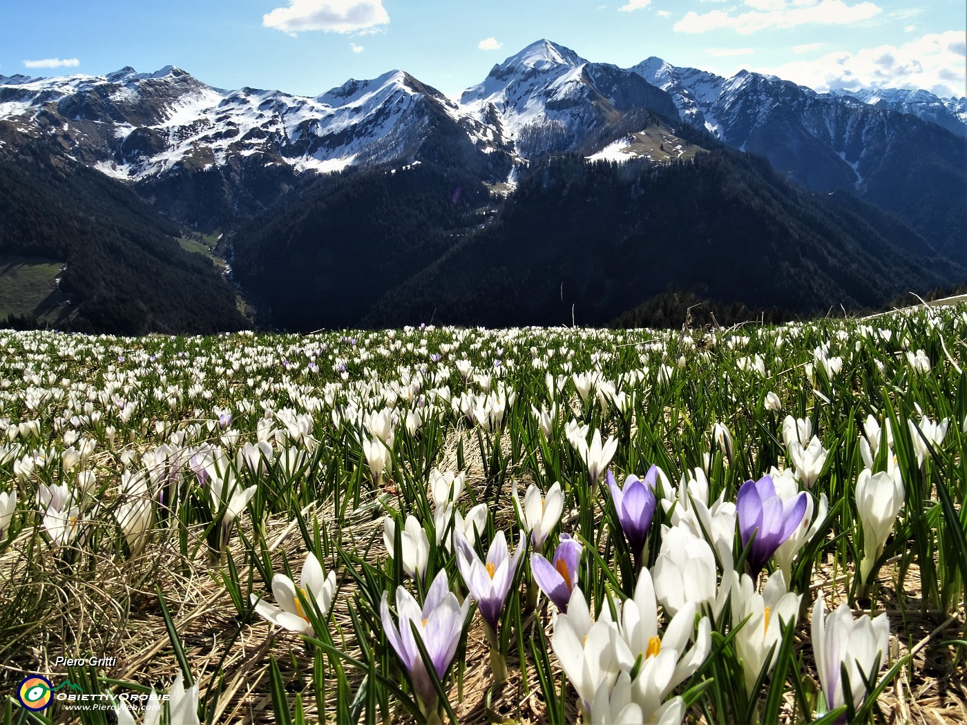 20 Distese di  bianchi fiori di Crocus vernus (Zafferano maggiore) crescono appena la neve si scioglie.JPG -                                